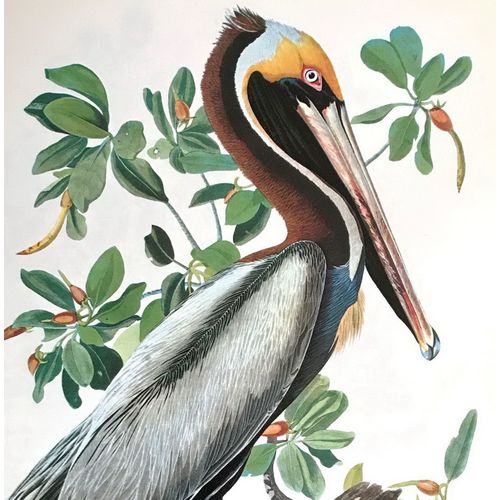 Vintage Audubon BROWN PELICAN Bird Print Poster Natural History wall animal art