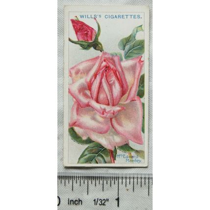 1914 Wills Roses 2nd Series No. 77 Mrs. Edward Mawley