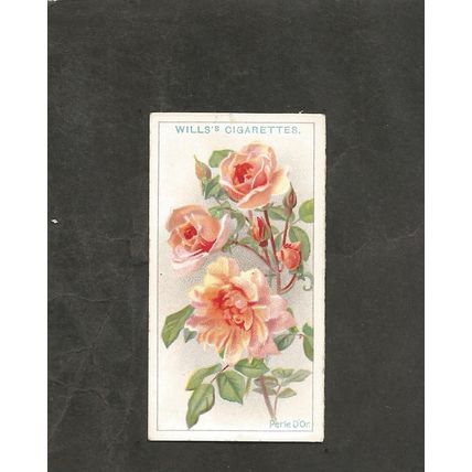 Cigarette Card Wills Roses 1913 2nd series #1 Perle D'Or