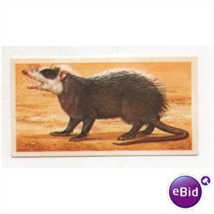 1985 (Sheen) Brooke Bond Tea card INCREDIBLE CREATURES No.29 Moon Rat