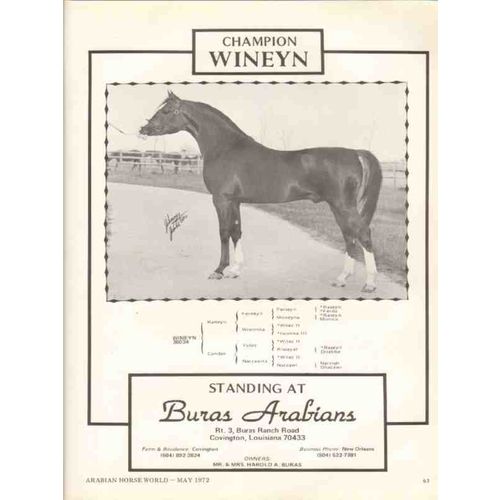 buras arabians 1972 wineyn kaneyn candee equestrian horse vintage ad