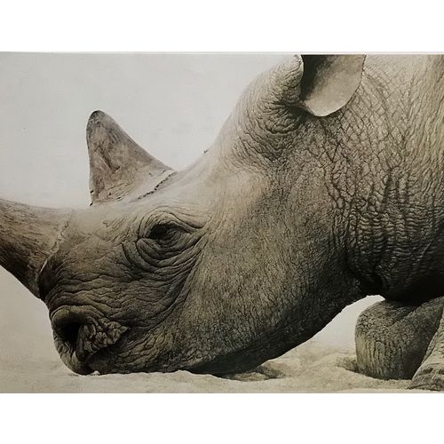 Robert Bateman print RHINOCEROS Head Vintage Animal Litho Poster Wall Art Decor