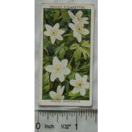 1937 Wills Wild Flowers 2nd series No. 1 Wood Anemone