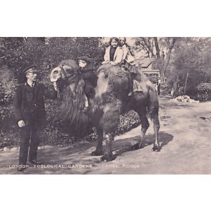 Camel Riding Rides London Zoo Zoological Gardens Postcard