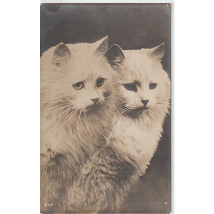 Two Cats Looking To Right Cat Postcard (QAN0020)