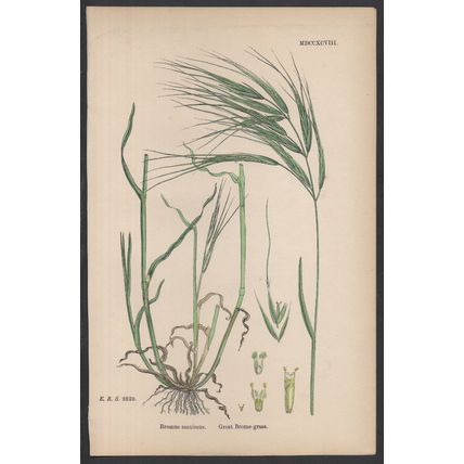 GREAT BROME-GRASS 1872 John Edward Sowerby PLANT PRINT