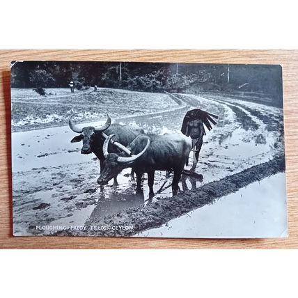 PHOTOCARD: CEYLON / SRI LANKA - PLOUGHING PADDY FIELDS: 1930's