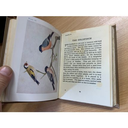 c1940s "BIRDS" M K C SCOTT ILLUSTRATED SMALL HARDBACK BOOK (P3)