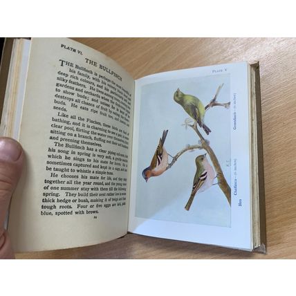c1940s "BIRDS" M K C SCOTT ILLUSTRATED SMALL HARDBACK BOOK (P3)