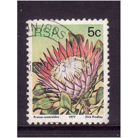 SOUTH AFRICA 1981 5c CYNAROIDES SG 418 FINE USED #3