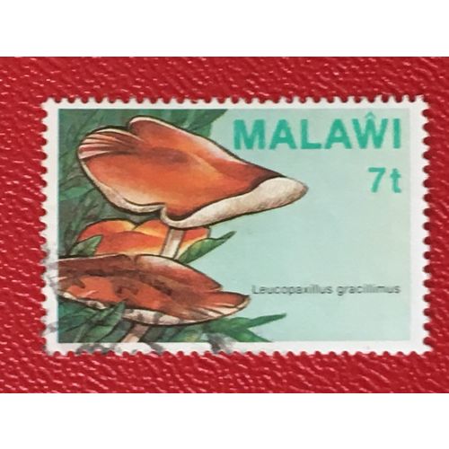 Malawi 1985 Fungi 7t Leucopaxillus Gracillimus Used SG 720 Sc 458 postage stamp