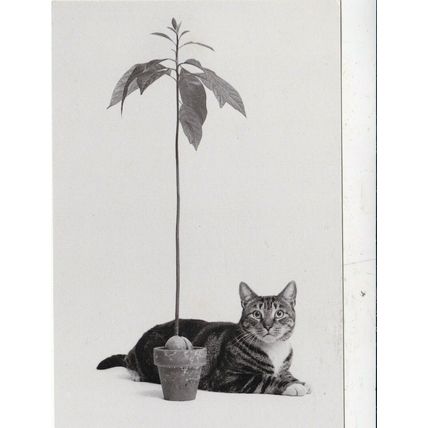 Alfred Gescheidt Still Life postcard unused VGC
