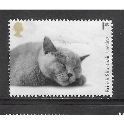2022 Cats - British Short Hair - used