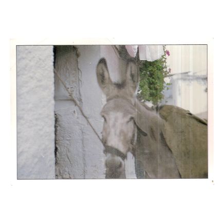 SPANISH DONKEY unused vintage postcard =
