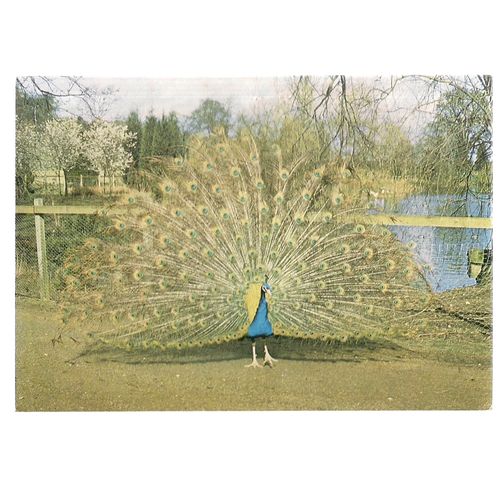 A PEACOCK, CHILD-BEALE WILDLIFE TRUST, BERKSHIRE unused vintage postcard