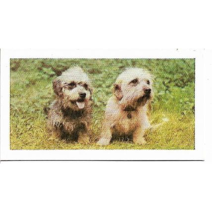 Dogs 1961 Hornimans Tea Card 20 - Dandie Denmont Terrier