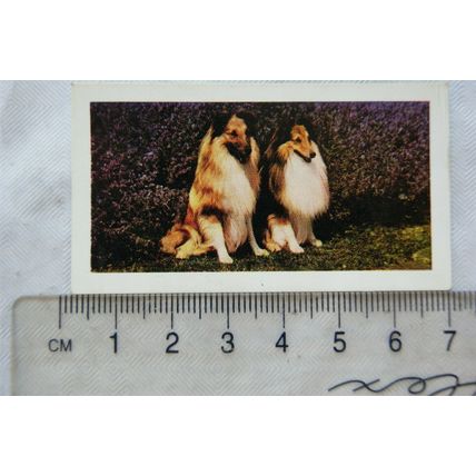 1961 Hornimans Tea Dogs No. 39 Shetland Sheepdog