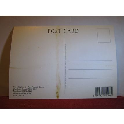 MONKEY WORLD, APE RESCUE CENTRE, WAREHAM, DORSET unused postcard #