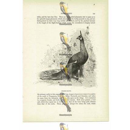 Burmese Peacock, Animal Book Illustration (Print), c1916