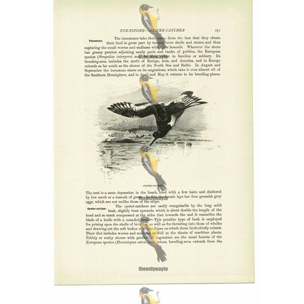 Oyster Catcher, Animal Book Illustration (Print), c1916
