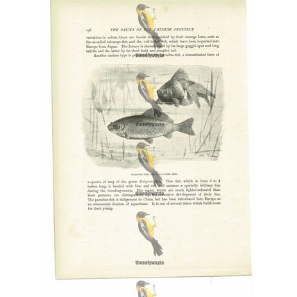 Telescope Fish & Veil Tailed Fish, Animal Book Illustration (Print), c1916