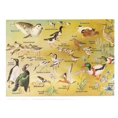 SHORELINE ANIMALS, birds German used vintage postcard.1980 =