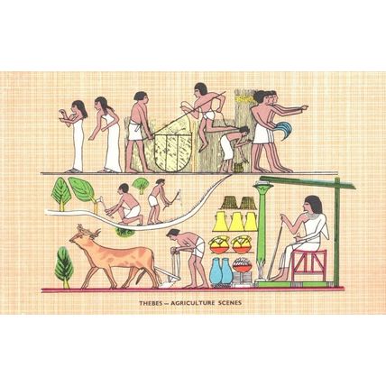 Thebes Agricultural Scenes Antique Egypt Farming Egyptian Postcard