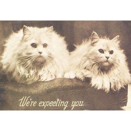 Cat Cats We're Expecting You White Fluffy 1909 Repro Animal Postcard