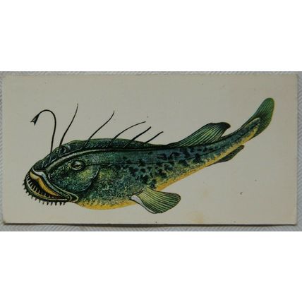 1978 Craven Black Cat Sport Fish card No. 40 Angler Fish
