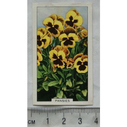 1938 Gallaher's Garden flowers No. 32 Pansies