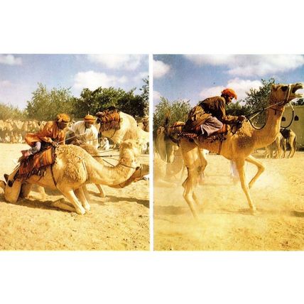 Oman Racing Camel Turkey Al Minstrib Turkish Postcard
