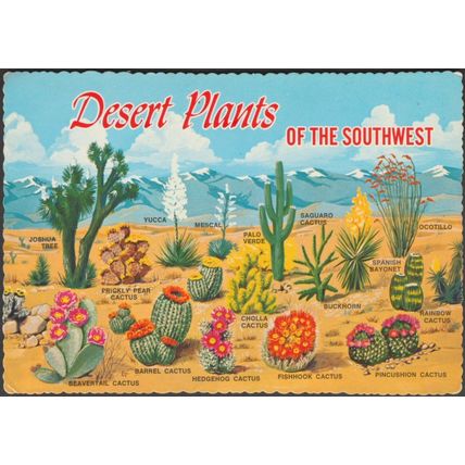 Desert Plants of the Southwest, 1971 - Ferris H Scott Postcard