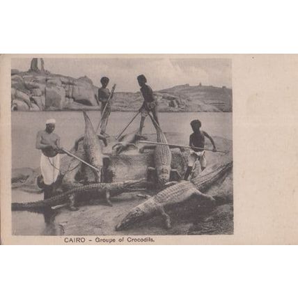 Cairo Crocodile Hunting Crocodiles Egyptian Antique Postcard