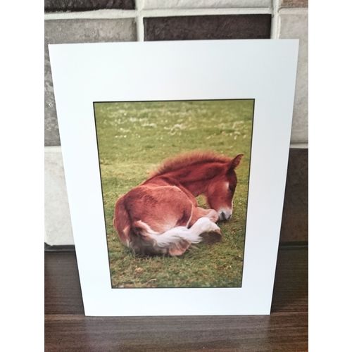 Horses Blank Card #8