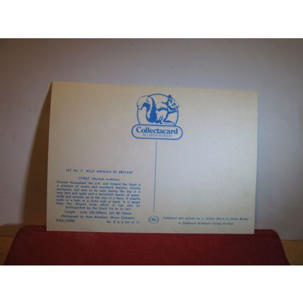 STOAT. COLLECTACARD postcard by J.Arthur Dixon KWA/22990 =