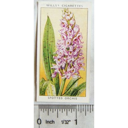 1936 Wills, Wild Flowers No. 26 Spotted Orchis