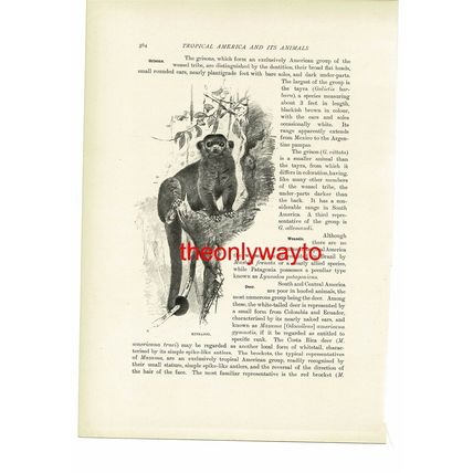 Kinkajou, Animal Book Illustration (Print), c1916