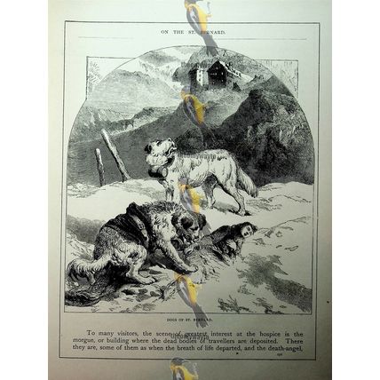 Dogs OfSt Bernard, Switzerland, Book Illustration (Print), c1890