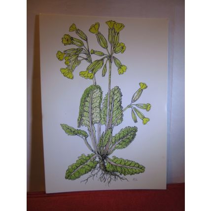 COWSLIP by Rosemary Lindsay unused postcard #