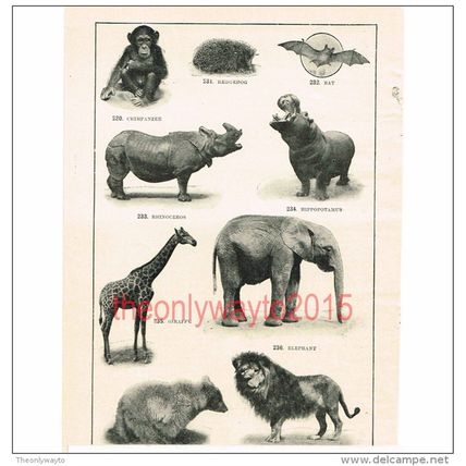 Various Animal, Book Illustration (Print), c1907
