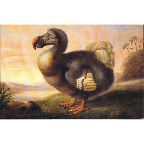 Dodo (Didus Ineptus) by F. Hart of Exeter - Royal Albert Memorial Museum, Exeter