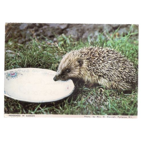 hedgehog in garden used postcard.1977 postmark Potterne W.I. Wiltshire =