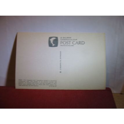 OTTER unused postcard by J Salmon birds animals =
