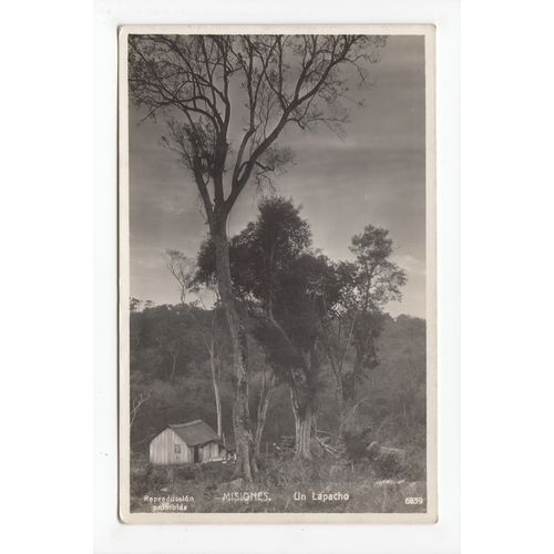 Un Lapacho Misiones Postcard RP Argentina