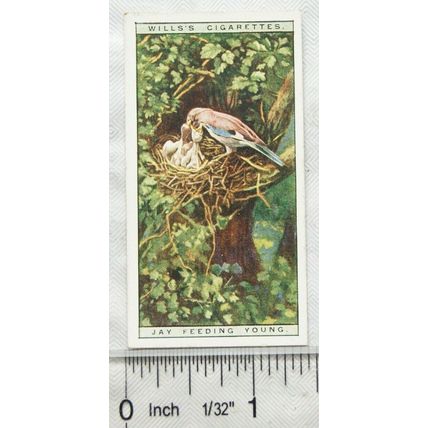 1925 Life in The Tree Tops No. 25 Hay feeding young