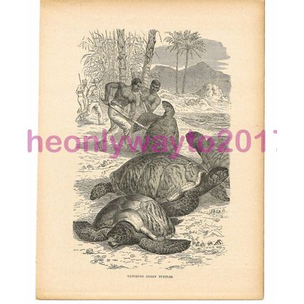 Catching Green Turtles, Victorian Natural History Book Illustration, 1896