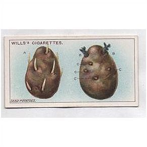 1923 Wills Cigarette card Gardening Hints 45 Seed potatoes