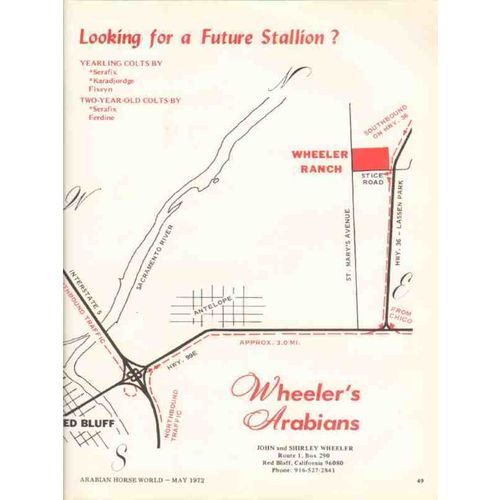 wheelers arabians 1972 future stallion stud equestrian vintage ad