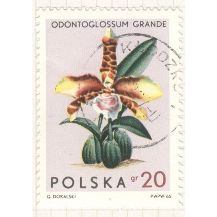 Poland 1965 - 20g multi - Odontoglossum Grande - used