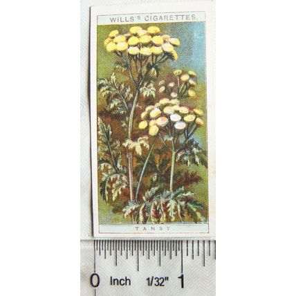 1923 Wills, Wild Flowers No. 41 Tansy